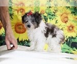 Birdie - Female Goldendoodle (Miniature) Puppy for Sale - Photo #11