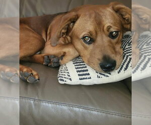 Charlie CL - Male Mutt Dog for Adoption