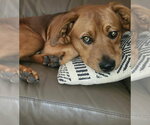 Charlie CL - Male Mutt Dog for Adoption - Small photo
