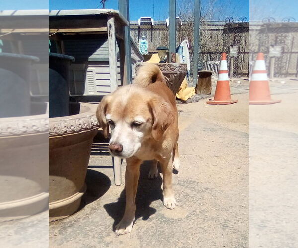 Medium Photo #5 Beagle Puppy For Sale in Apple Valley, CA, USA