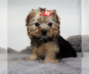 Yorkshire Terrier Puppy for sale in LOS ANGELES, CA, USA