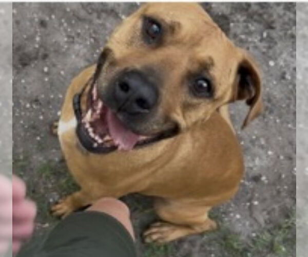 Medium Photo #15 Black Mouth Cur-Unknown Mix Puppy For Sale in Sanford, FL, USA