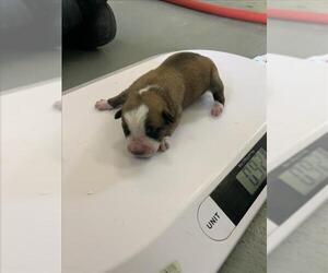 American Pit Bull Terrier-Unknown Mix Dogs for adoption in Corpus Christi, TX, USA