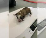 Small American Pit Bull Terrier Mix