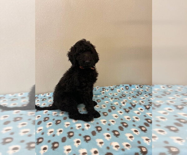 Medium Photo #2 Golden Retriever Puppy For Sale in Osgood, IN, USA