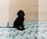 Small #1 Golden Retriever