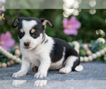 Small #1 Chihuahua