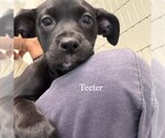 Small Labrador Retriever Mix