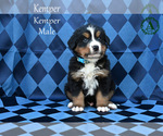 Small Photo #11 Bernese Mountain Dog Puppy For Sale in HARRISONBURG, VA, USA