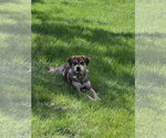 Small #5 Mutt