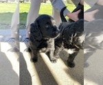 Small Photo #4 Bernedoodle-Golden Retriever Mix Puppy For Sale in BEULAH, MI, USA