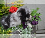 Small #4 Pomeranian
