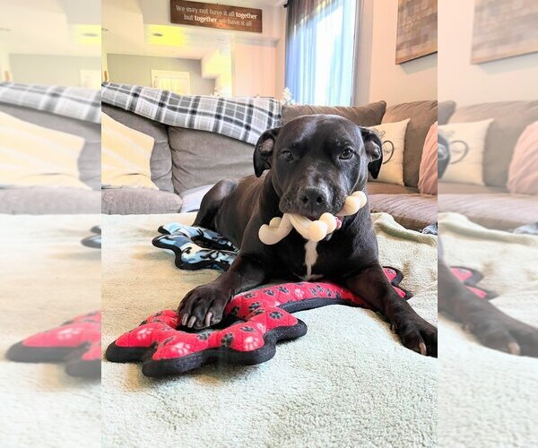 Medium Photo #11 American Pit Bull Terrier-American Staffordshire Terrier Mix Puppy For Sale in Caldwell, NJ, USA