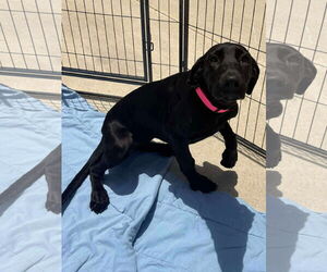 Great Dane-Unknown Mix Dogs for adoption in Woodbury, NY, USA