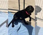 Small Great Dane Mix