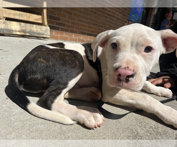 Medium Photo #6 Mutt Puppy For Sale in Candler, NC, USA