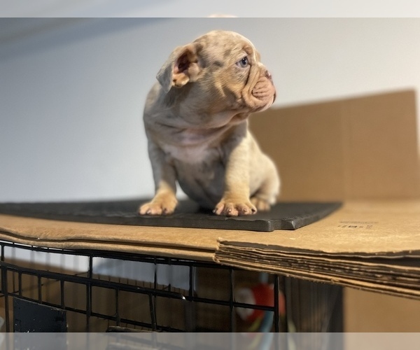 Medium Photo #2 Bulldog Puppy For Sale in DALY CITY, CA, USA
