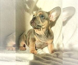 French Bulldog Puppy for sale in TAMPA, FL, USA