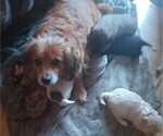 Small #7 Maltese-Silky Cocker Mix