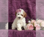 Small Photo #1 Cockapoo-Poodle (Miniature) Mix Puppy For Sale in NEW HOLLAND, PA, USA