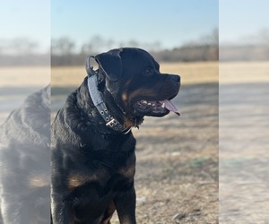 Father of the Rottweiler puppies born on 04/03/2026