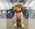 Small Photo #19 Labrador Retriever Puppy For Sale in ALAFAYA, FL, USA