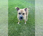 Small #3 Bullboxer Pit