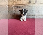Small #4 Pembroke Welsh Corgi