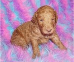 Small #1 Labradoodle