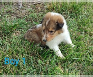 Collie Puppy for sale in WEST LIBERTY, KY, USA