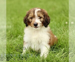 Bernedoodle (Miniature) Puppy for sale in NEW HOLLAND, PA, USA