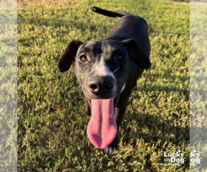Labrador Retriever-Unknown Mix Dogs for adoption in Washington, DC, USA
