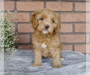 Labradoodle-Poodle (Miniature) Mix Puppy for sale in FREDERICKSBG, OH, USA
