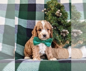 Cock-A-Poo Puppy for sale in NEW HOLLAND, PA, USA