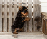 Small #2 Yorkshire Terrier