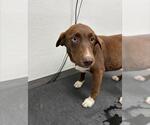 A128907 - Female Labrador Retriever-Unknown Mix Dog for Adoption - Small photo