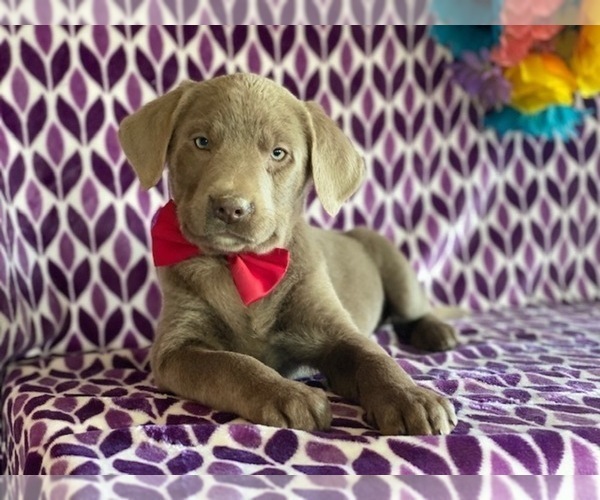 Medium Photo #3 Labrador Retriever Puppy For Sale in LANCASTER, PA, USA