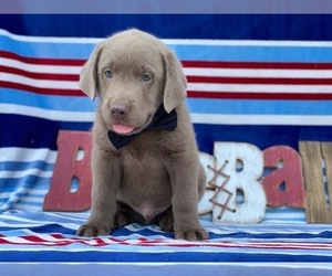Labrador Retriever Puppy for sale in LANCASTER, PA, USA