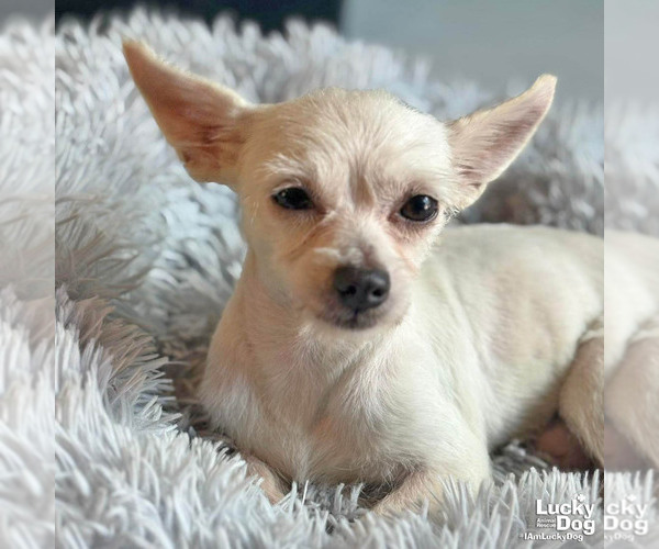 Medium Photo #2 Chihuahua-Unknown Mix Puppy For Sale in Washington, DC, USA