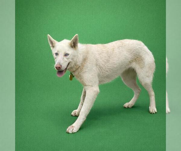 Medium Photo #2 Siberian Husky Puppy For Sale in Redlands, CA, USA