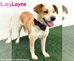 Small #1 Labrador Retriever Mix