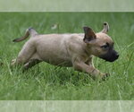 Small Boxer Mix