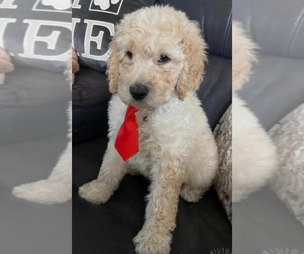 Medium Photo #5 Sheepadoodle Puppy For Sale in FONTANA, CA, USA