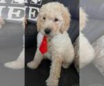 Small Photo #5 Sheepadoodle Puppy For Sale in FONTANA, CA, USA
