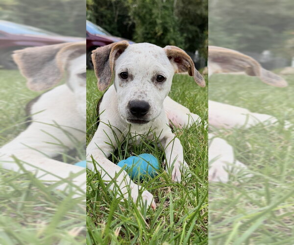 Medium Photo #2 Mutt Puppy For Sale in Conway, AR, USA