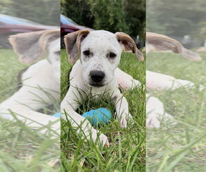 Lady - Female Mutt Dog for Adoption - Photo #2