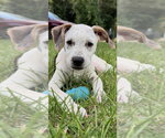 Small #1 Mutt