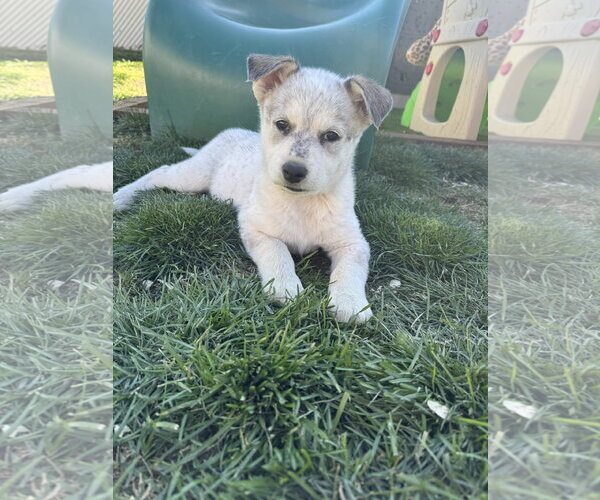 Medium Photo #2 Mutt Puppy For Sale in Sandy, UT, USA