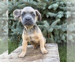 Small #1 French Bulldog