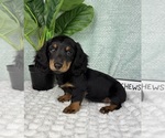 Small #2 Dachshund